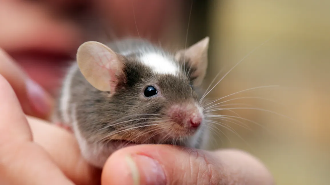 Child with mouse in her hand 1296x728 header