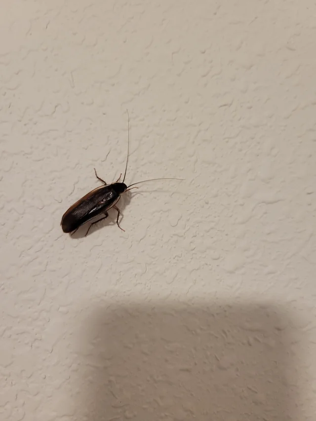 bug i found in my house missouri is it a cockroach v0 7nmiut34x42b1