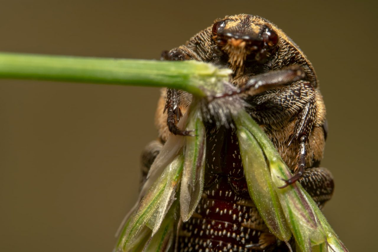 carpet beetle on the leaf 1280x853 1