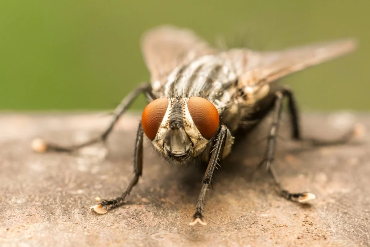 housefly