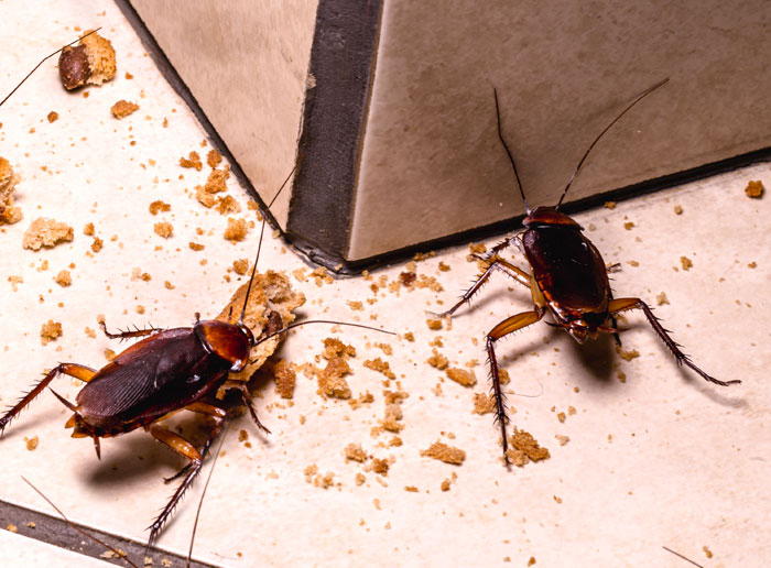 moyer pest control roaches banner mobile